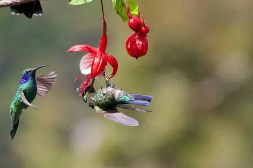 flowers that attract hummingbirds