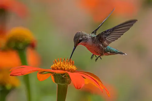 flowers that attract hummingbirds