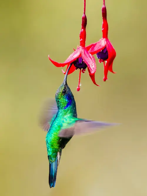 flowers that attract hummingbirds