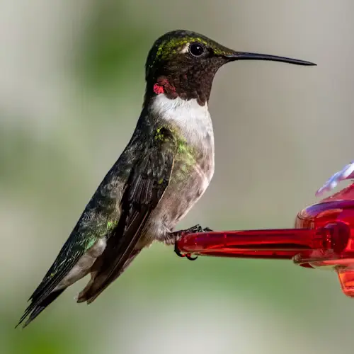 hummingbird bird bath
