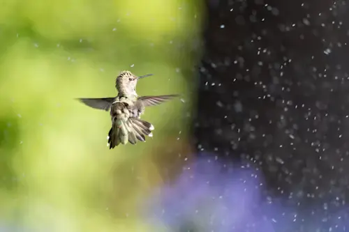 hummingbird bird bath