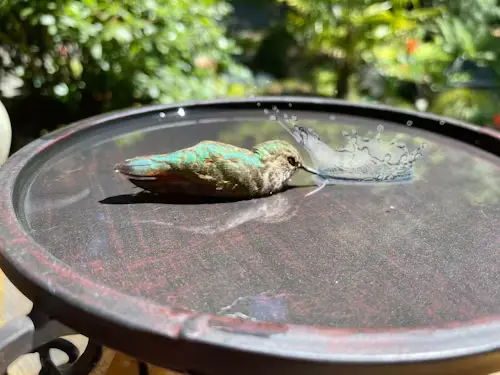 hummingbird bird bath: How to Boost Garden Joy