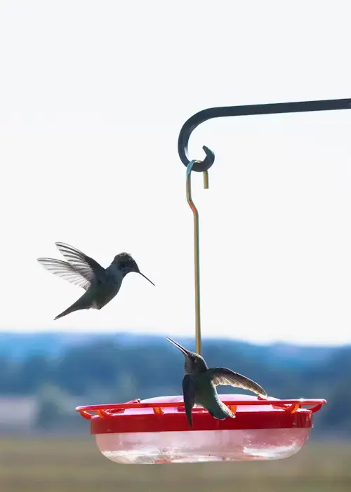 hummingbird bird bath