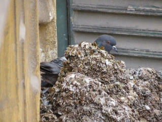 Do Birds Eat Their Babies Poop? Ultimate Guide