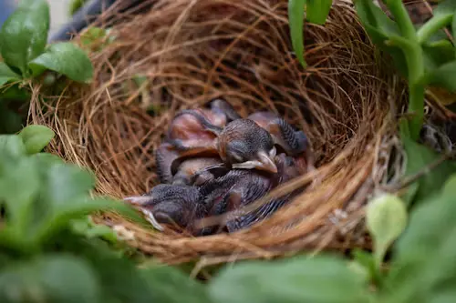 Do Birds Eat Their Babies Poop