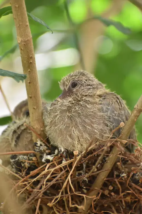 Do Birds Eat Their Babies Poop