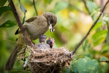 Do Birds Eat Their Babies Poop