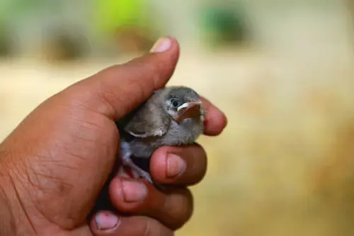 What Do Baby Birds Drink