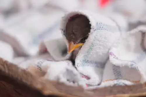 What Do Baby Birds Drink: Ultimate Heartwarming Care Guide Revealed