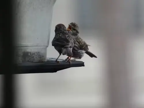 What Do Baby Birds Drink