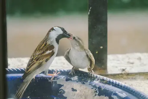 What Do Baby Birds Drink