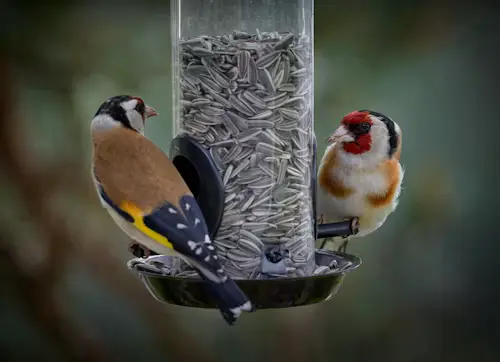 best bird feeders for finches: How to Choose Wisely