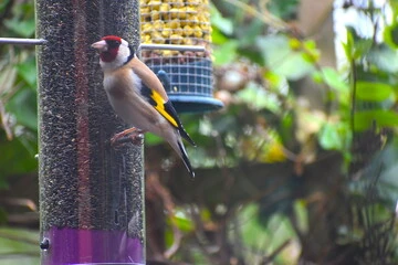 best bird feeders for finches
