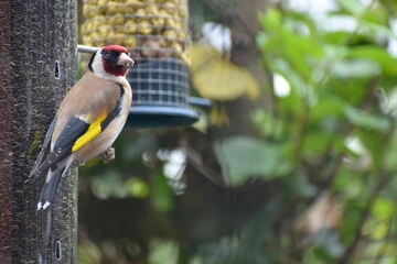 best bird feeders for finches