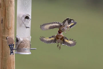 best bird feeders for finches