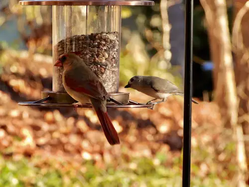 tube bird feeders