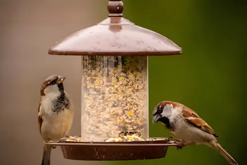 tube bird feeders: How to Attract Happy Garden Birds