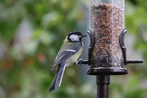 tube bird feeders