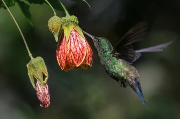 Fast-Growing Flowers for Hummingbirds