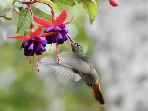 Fast-Growing Flowers for Hummingbirds