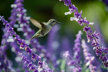 Fast-Growing Flowers for Hummingbirds
