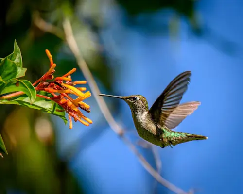 Fast-Growing Flowers for Hummingbirds: Best Picks Now
