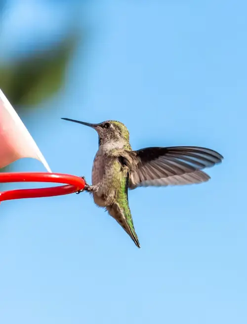 Hummingbird Predators Birds
