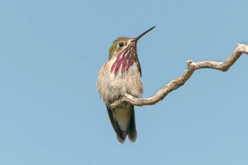 Hummingbird Predators Birds