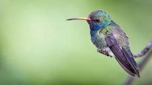 Hummingbird Predators Birds: Shocking Threats Exposed Now
