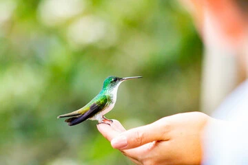 Hummingbird Predators Birds