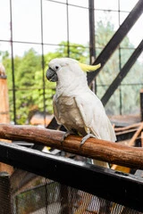 Outdoor Bird Aviary