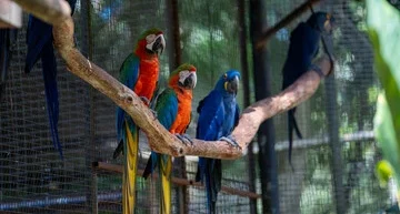 Outdoor Bird Aviary: Proven Ways to Build a Loving Home