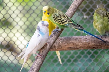 Outdoor Bird Aviary