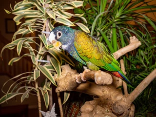 Pionus Parrot