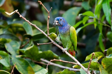 Pionus Parrot