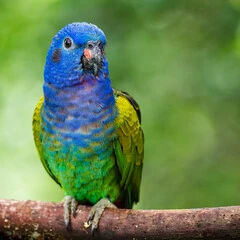 Pionus Parrot
