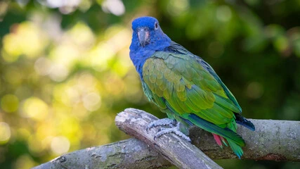 Pionus Parrot Love: Best Ways to Bond With a Quiet Magical Friend