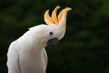Pictures of Cockatoo Parrots