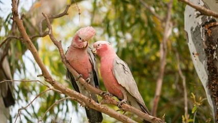 Pictures of Cockatoo Parrots
