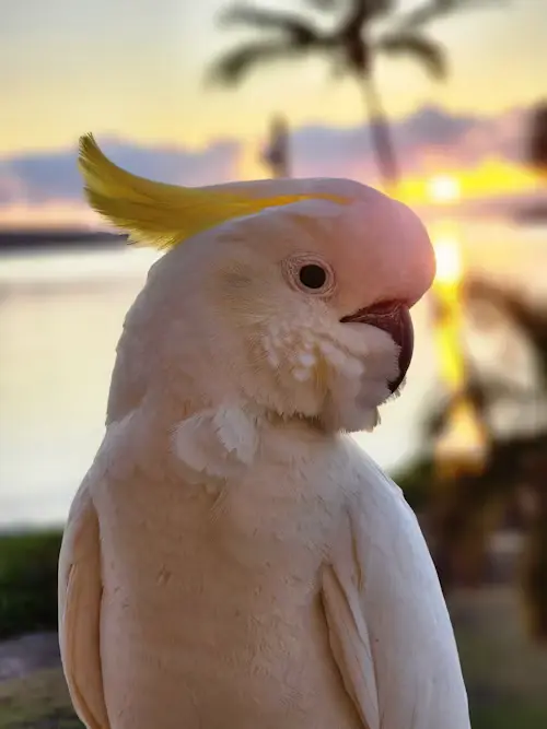 Pictures of Cockatoo Parrots
