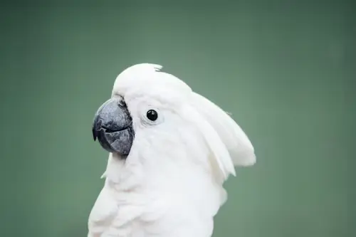 Pictures of Cockatoo Parrots