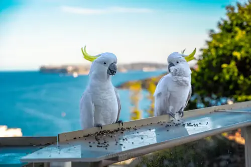 Pictures of Cockatoo Parrots