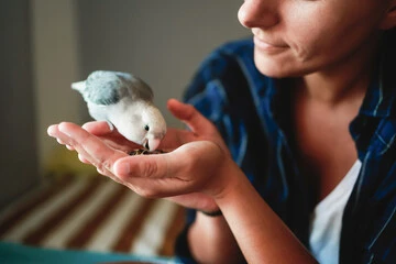 When Do Baby Birds Start Eating on Their Own: Inspiring Facts Now