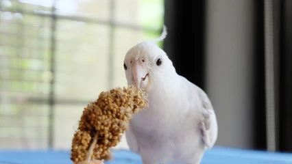 When Do Baby Birds Start Eating on Their Own