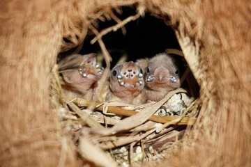 When Do Baby Birds Start Eating on Their Own