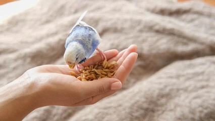 When Do Baby Birds Start Eating on Their Own