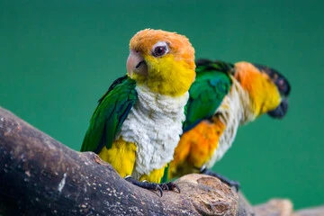 Caique Parrot