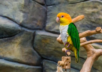 Caique Parrot Care: Best Easy Owner Guide