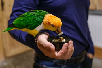 Caique Parrot