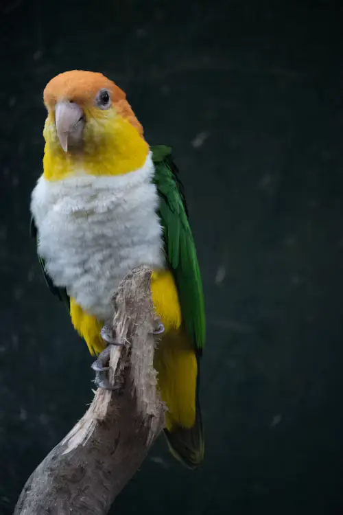 Caique Parrot